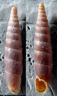 Tabella della Famiglia Clausilidae